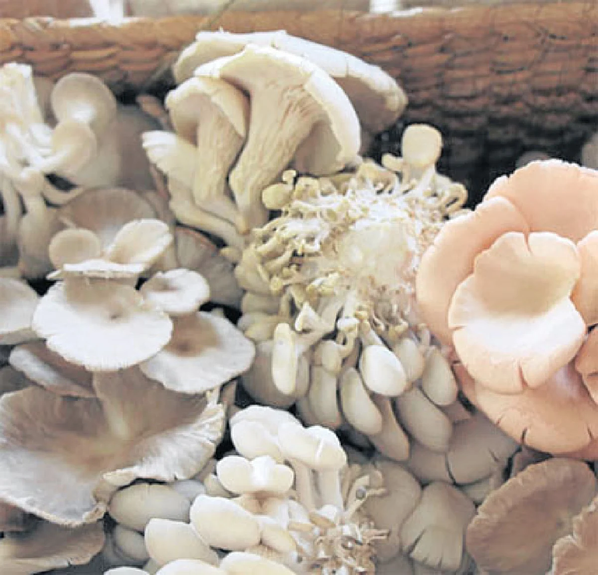 กระท่อมเห็ดทำเงินอาชีพเสริมของคนเช่างฝัน