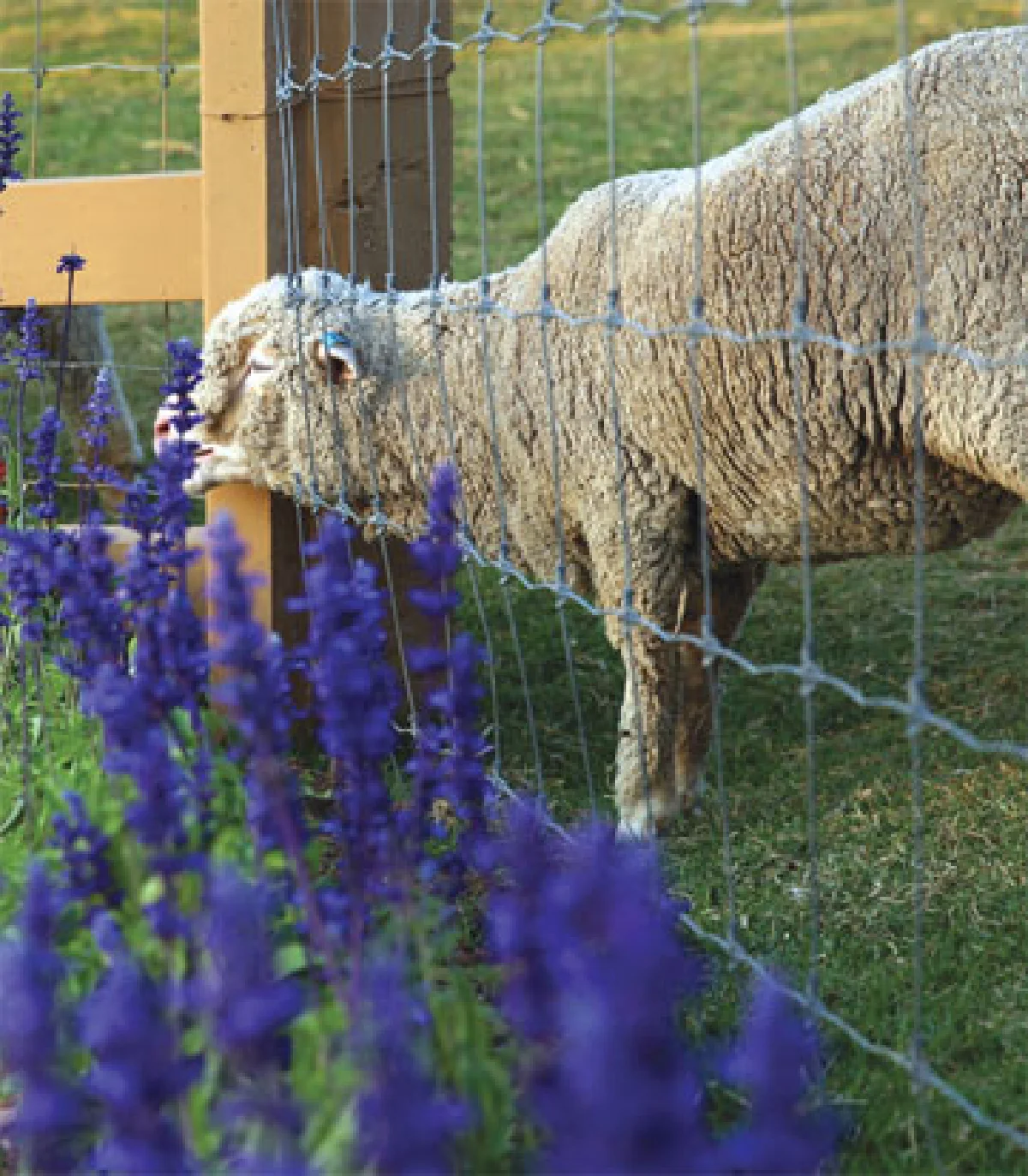 ‘แกะฟีเวอร์’ ทั่วไทย ไปไหนก็มีแกะ