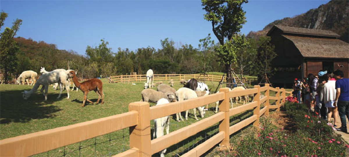 ‘แกะฟีเวอร์’ ทั่วไทย ไปไหนก็มีแกะ