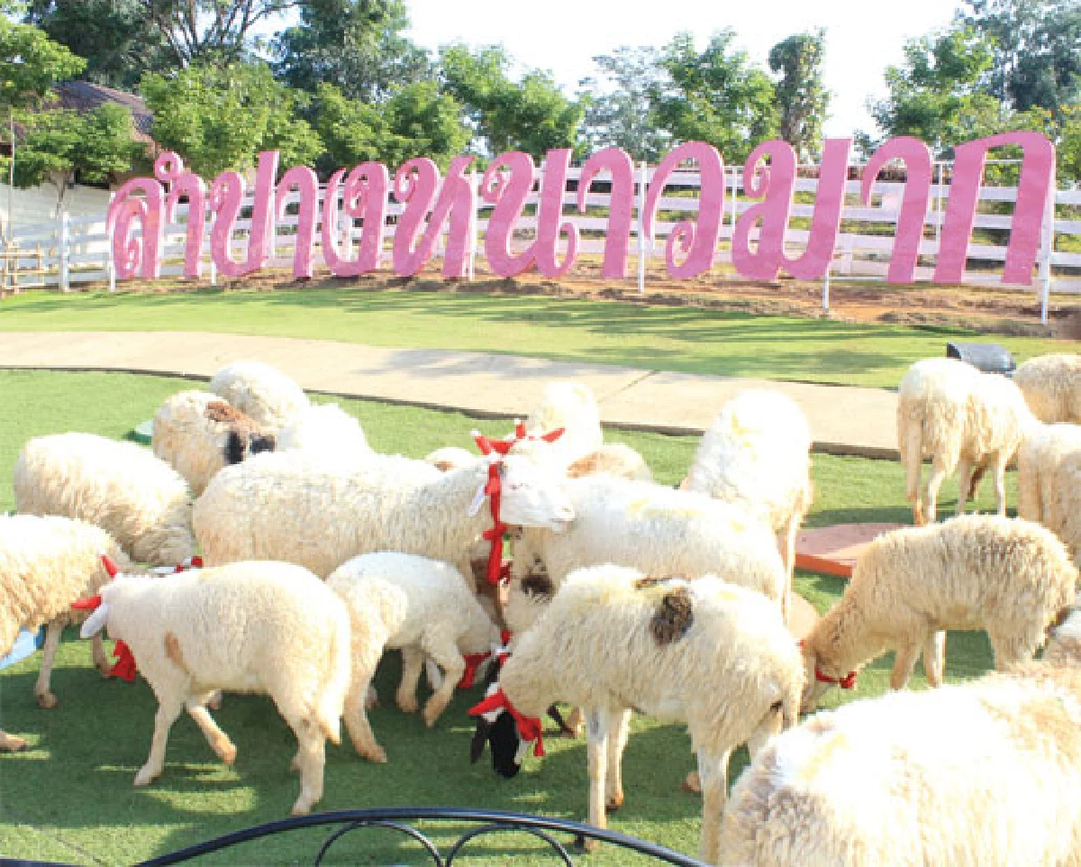 ‘แกะฟีเวอร์’ ทั่วไทย ไปไหนก็มีแกะ