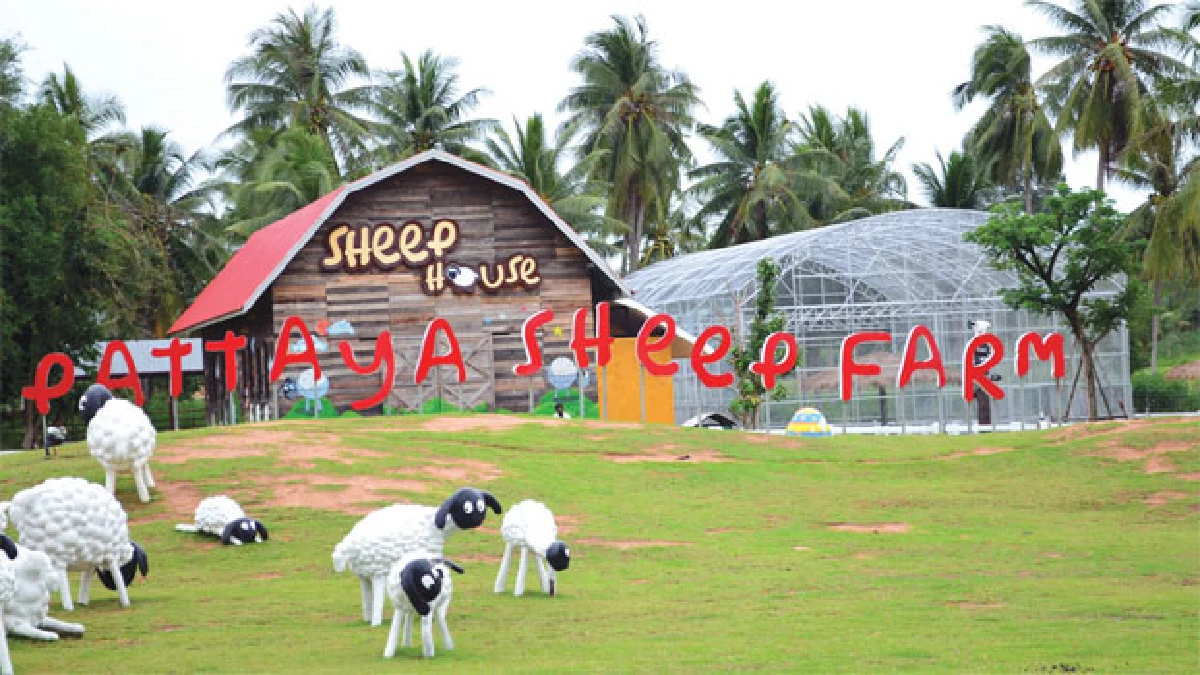 ‘แกะฟีเวอร์’ ทั่วไทย ไปไหนก็มีแกะ