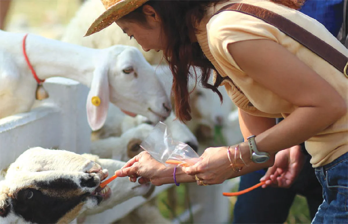 ‘แกะฟีเวอร์’ ทั่วไทย ไปไหนก็มีแกะ