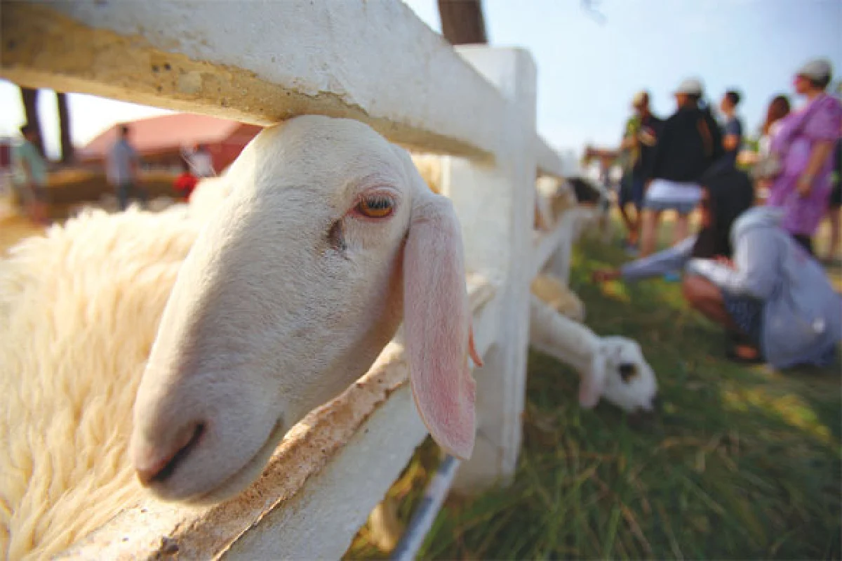 ‘แกะฟีเวอร์’ ทั่วไทย ไปไหนก็มีแกะ