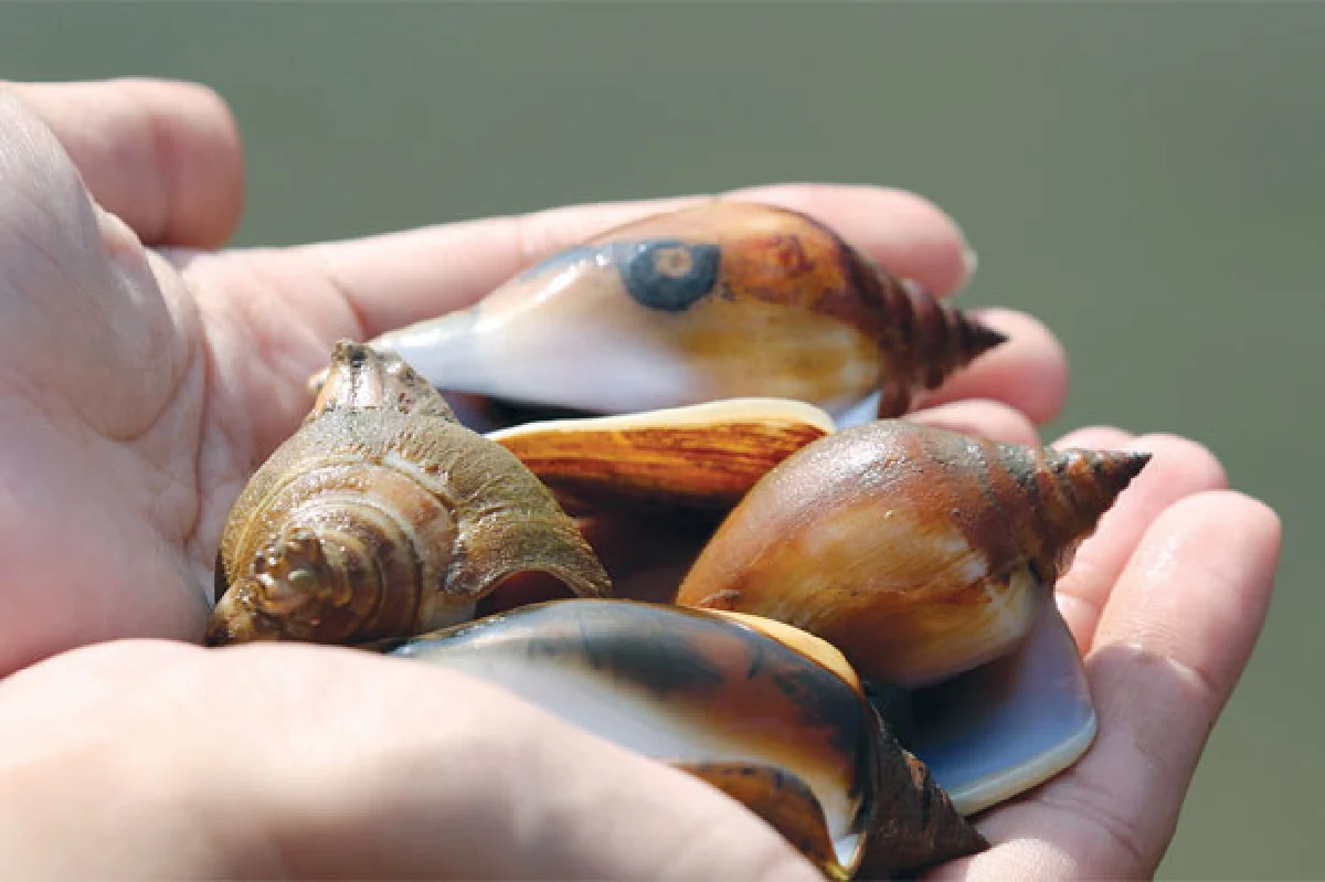 ปีศาจเขากาโรส & เพื่อนมนุษย์ต่างดาว