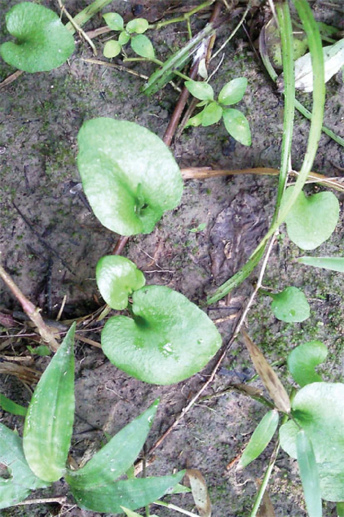 เฟินสมุนไพรที่กรุงไทเป ไต้หวัน