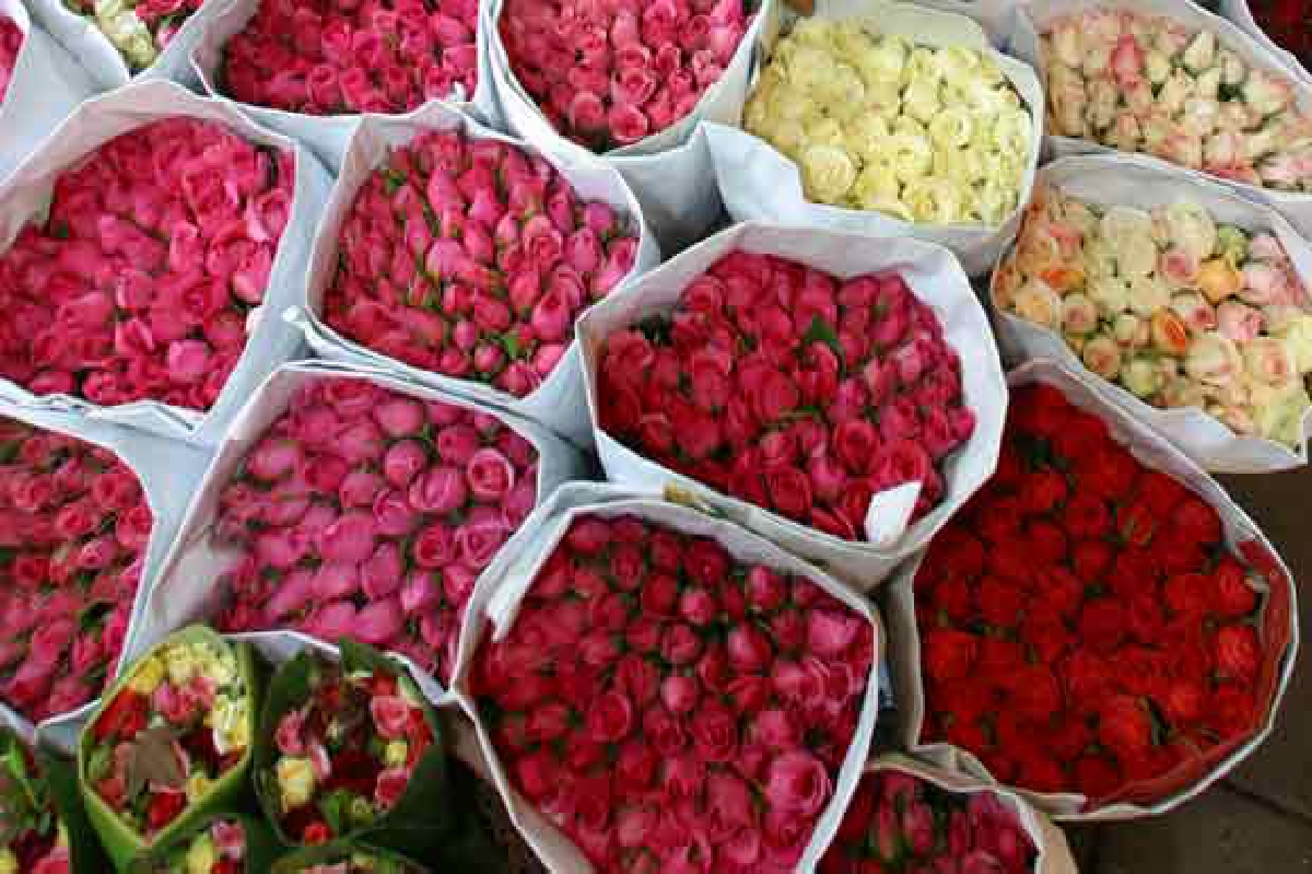 กุหลาบเชียงใหม่ราคาพุ่งรับวาเลนไทน์ กุหลาบเชียงใหม่ราคาพุ่งรับวาเลนไทน์