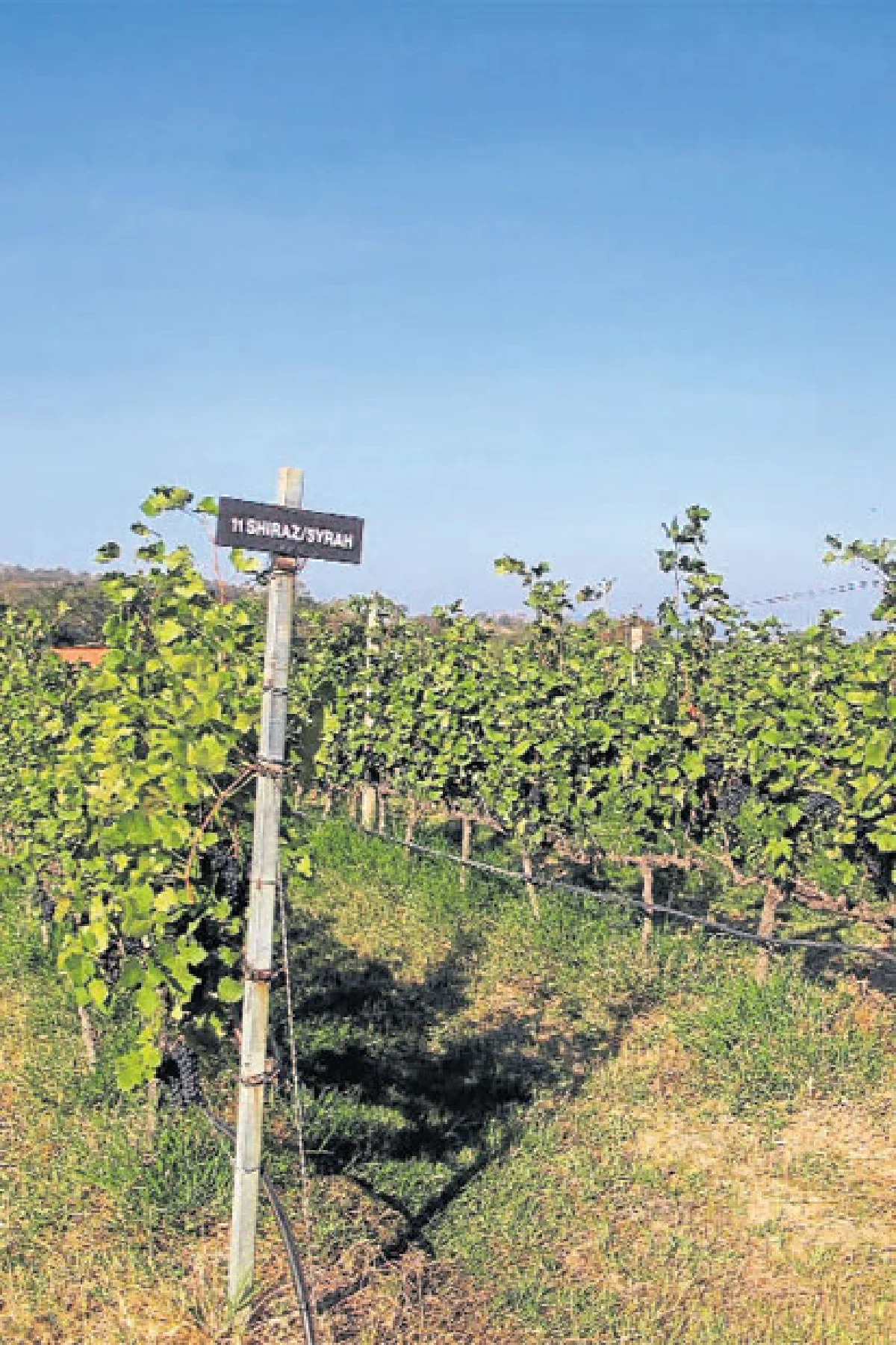 กิน ดื่ม เที่ยว ไร่องุ่นกรานมอนเต้