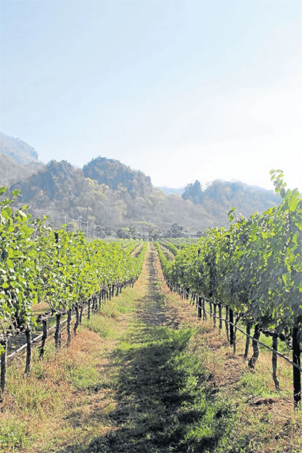 กิน ดื่ม เที่ยว ไร่องุ่นกรานมอนเต้