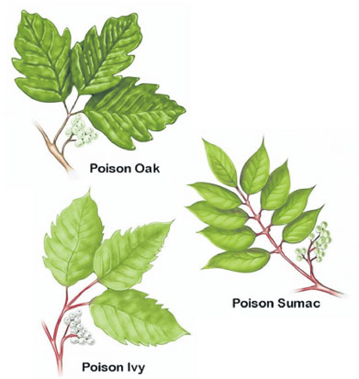พิษย้อนยอกพิษ...ฤๅฤทธิ์พิษจะคลาย โฮมีโอพาร์ธี