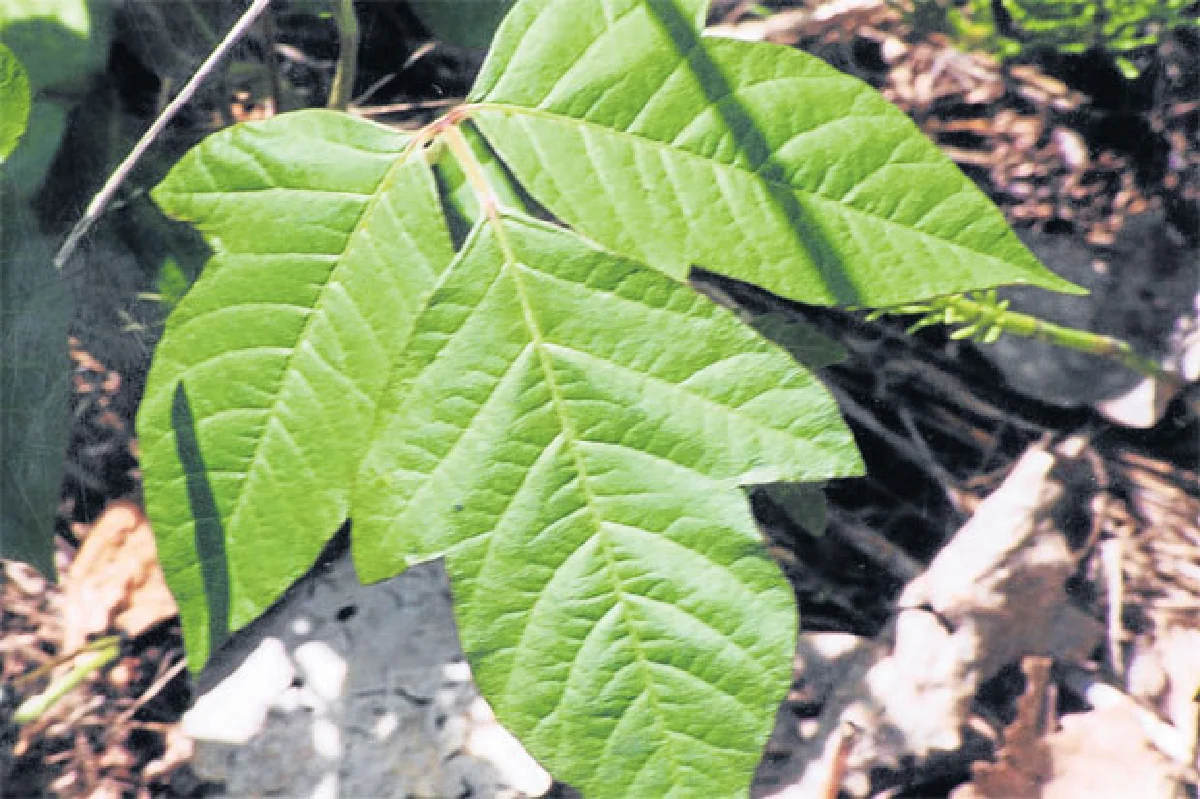 พิษย้อนยอกพิษ...ฤๅฤทธิ์พิษจะคลาย โฮมีโอพาร์ธี