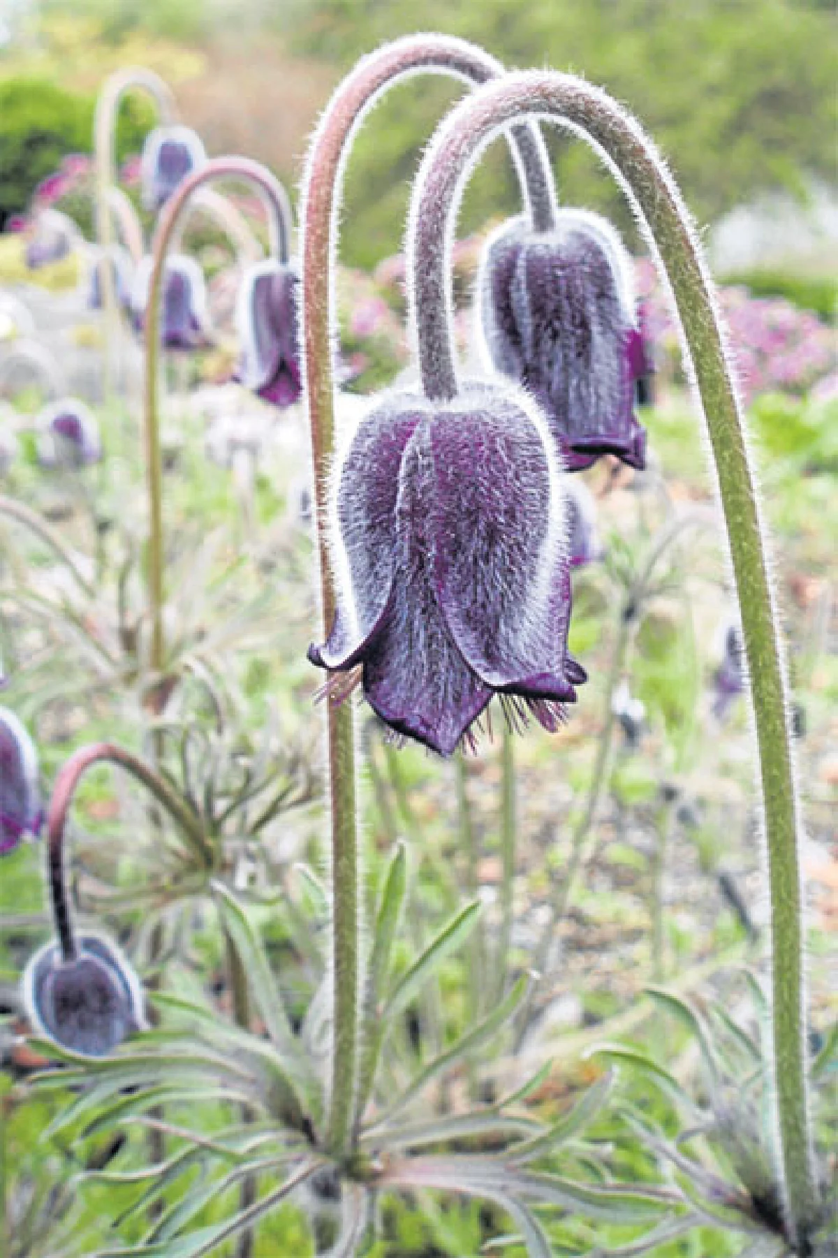 พิษย้อนยอกพิษ...ฤๅฤทธิ์พิษจะคลาย โฮมีโอพาร์ธี