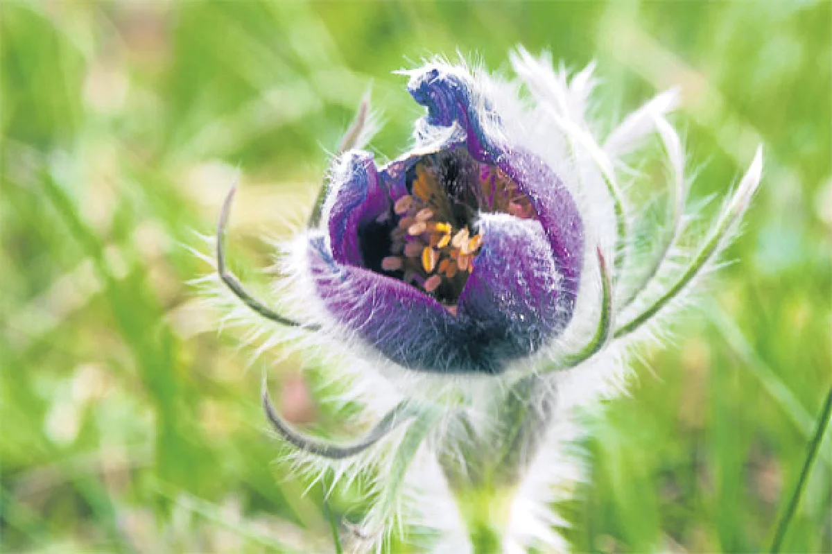 พิษย้อนยอกพิษ...ฤๅฤทธิ์พิษจะคลาย โฮมีโอพาร์ธี