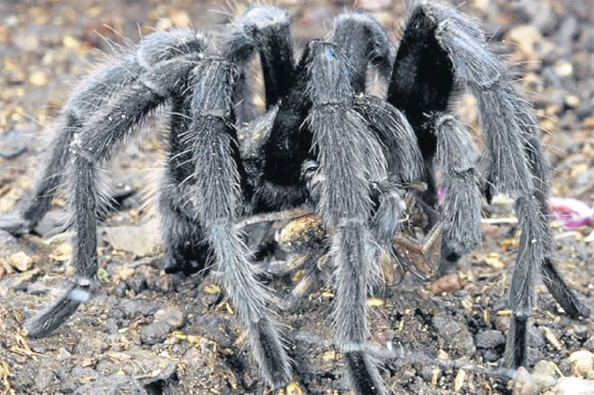 พิษย้อนยอกพิษ...ฤๅฤทธิ์พิษจะคลาย โฮมีโอพาร์ธี