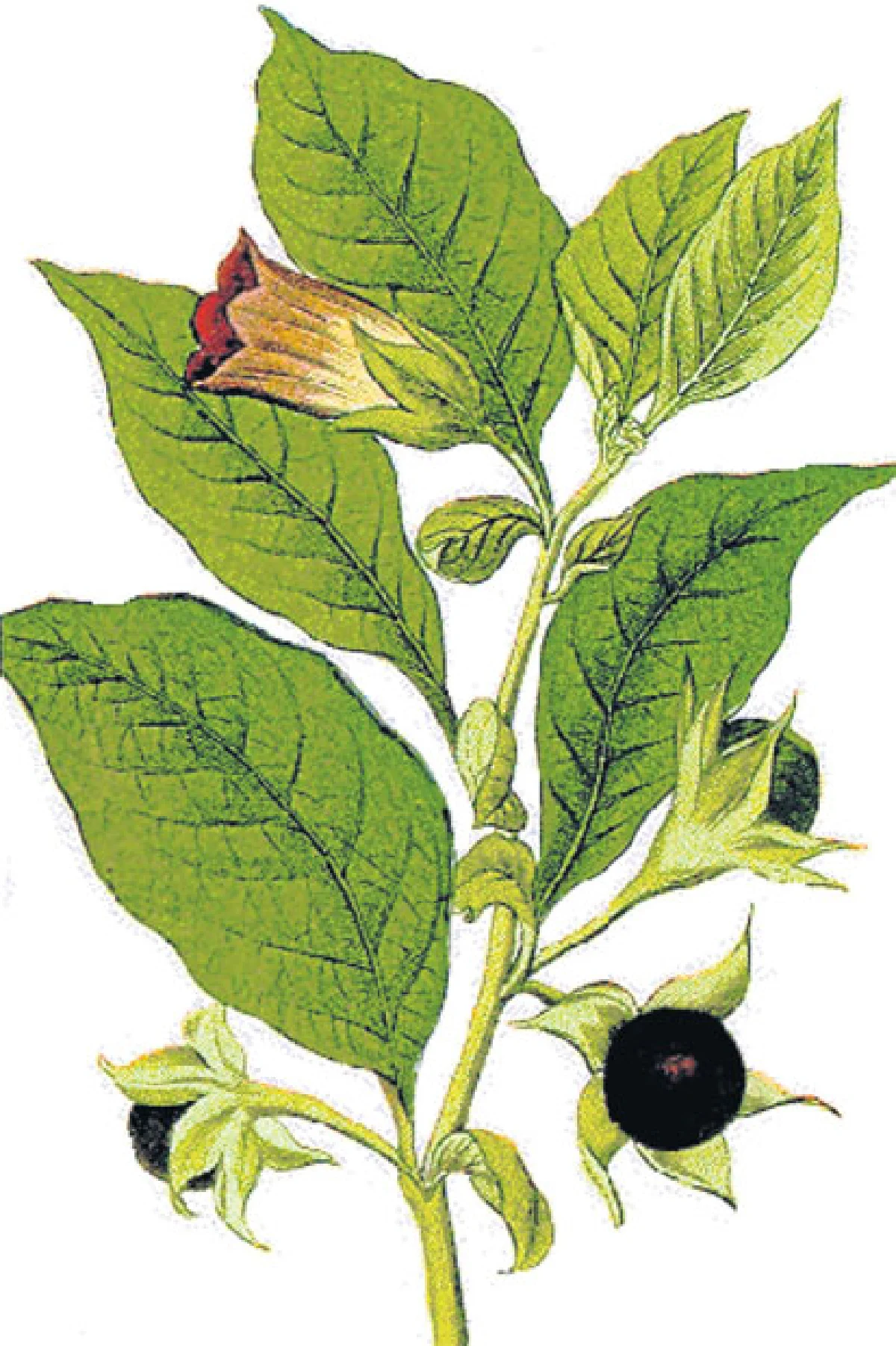 พิษย้อนยอกพิษ...ฤๅฤทธิ์พิษจะคลาย โฮมีโอพาร์ธี