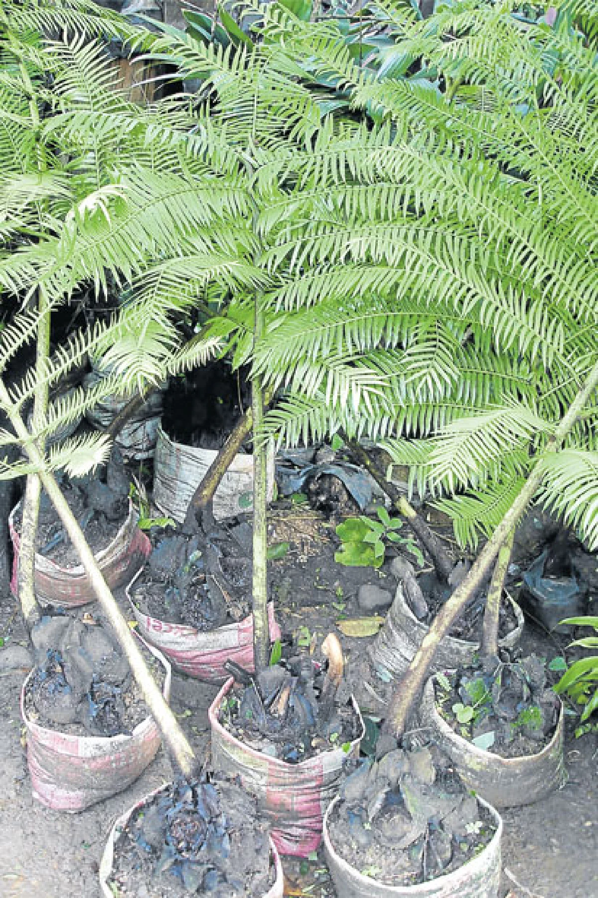 เฟินสมุนไพรในเมืองแขก (1)