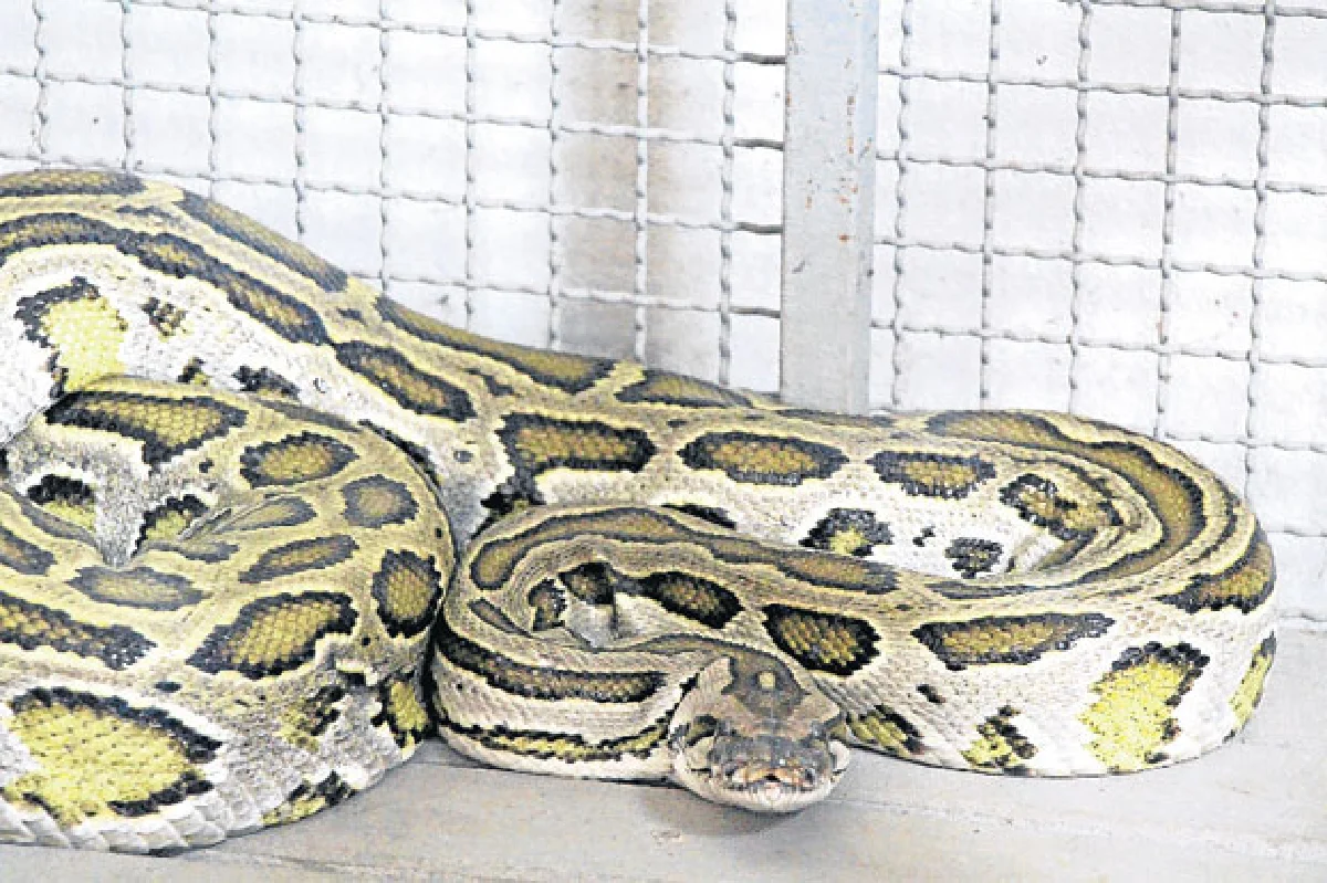 รุ่งทวีชัยฟาร์ม นวัตกรรมเลือดจระเข้