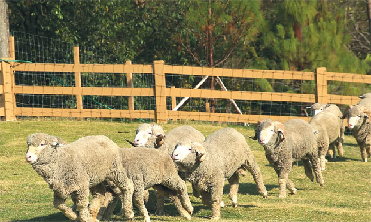 Primo Piazza ทัสกานีในหุบเขา