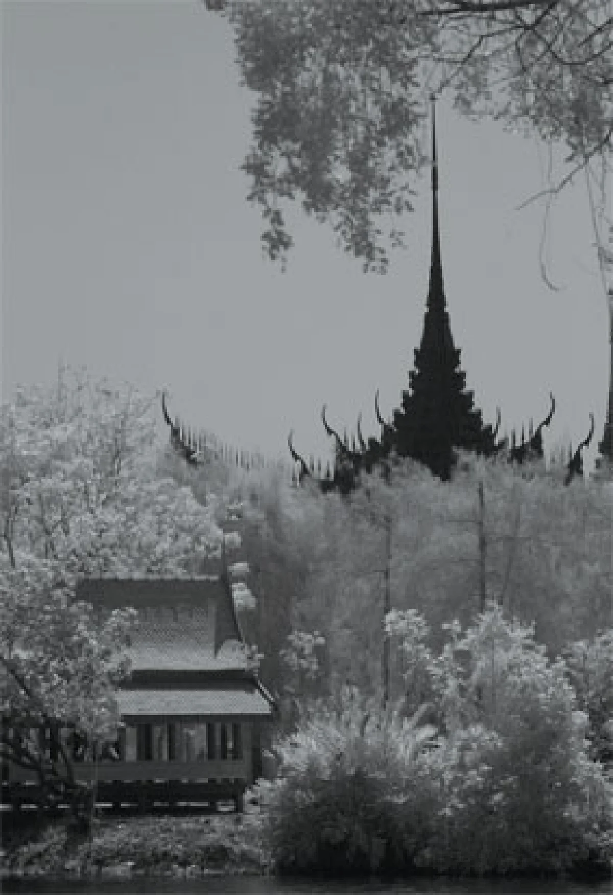 ภาพถ่าย Infrared