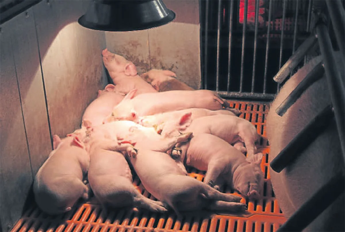 หมู่บ้านต้นแบบชุมชนคนเลี้ยงหมู