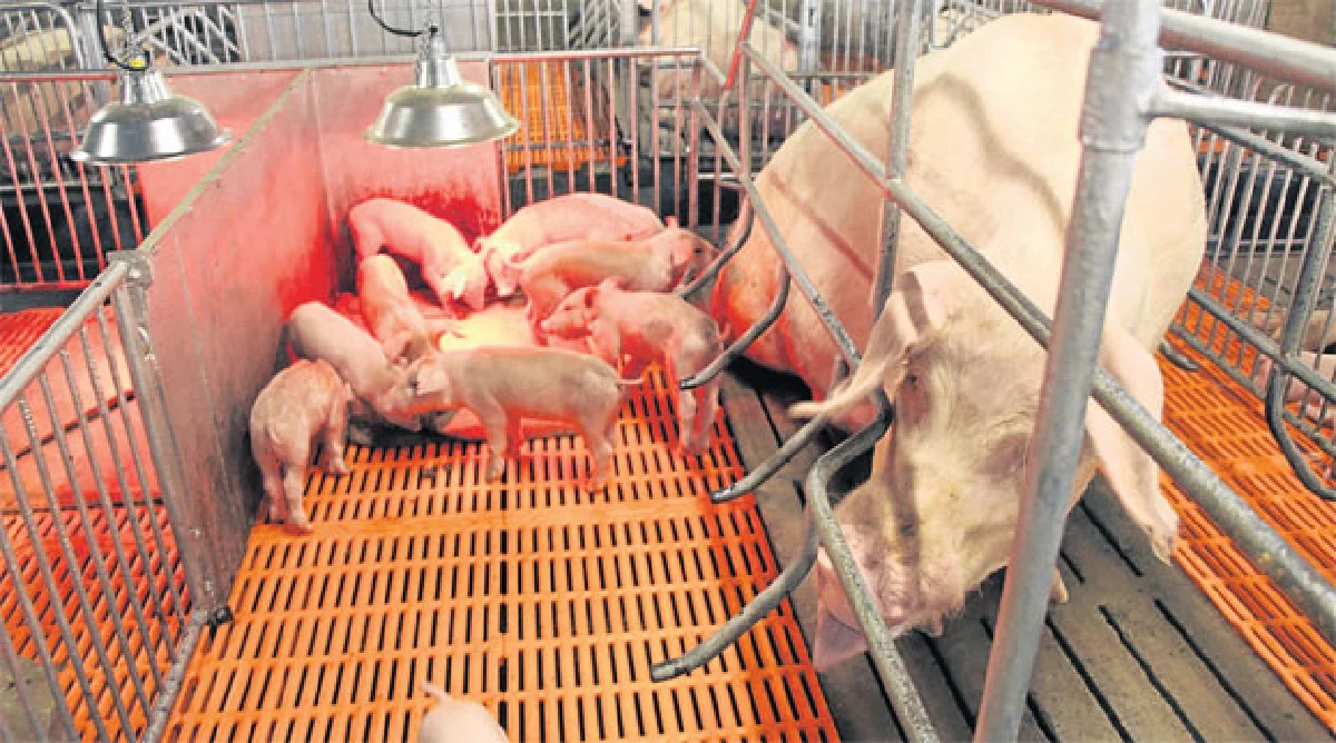 หมู่บ้านต้นแบบชุมชนคนเลี้ยงหมู