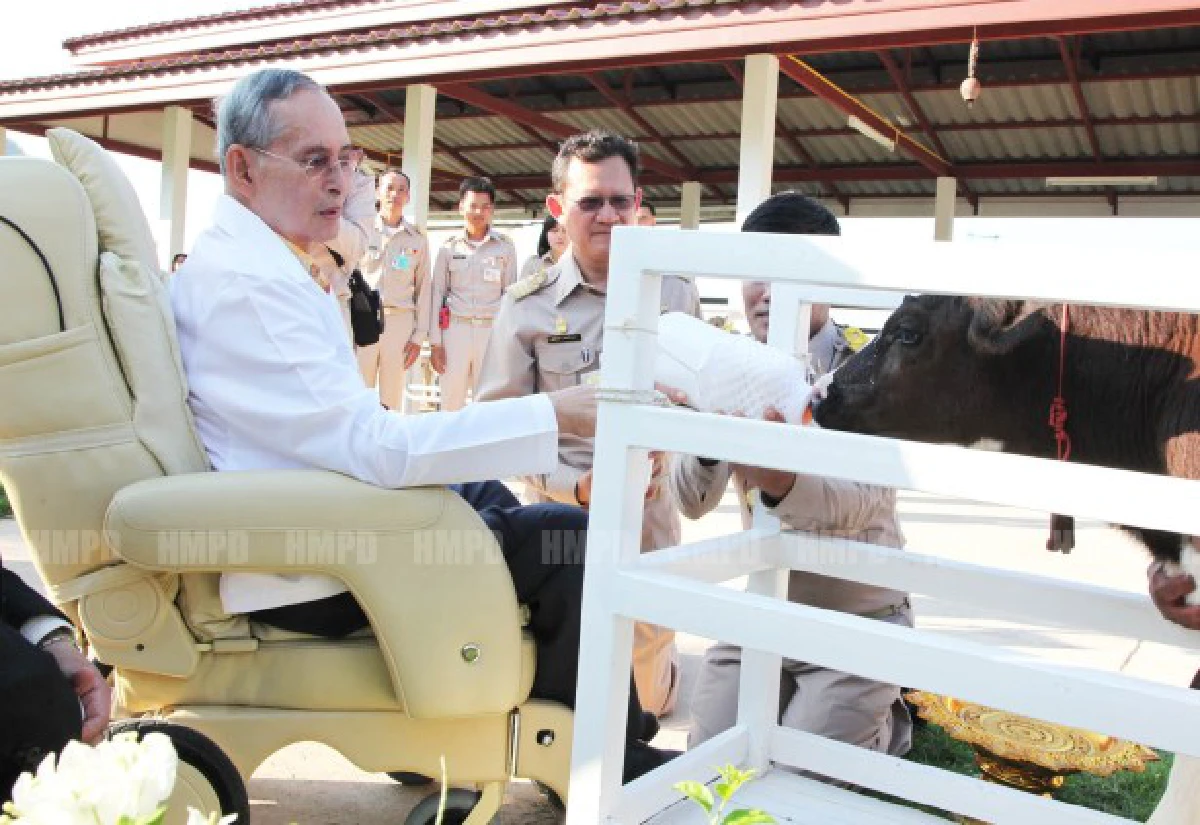 ในหลวงเสด็จฯโรงเลี้ยงโคนมโครงการชั่งหัวมัน