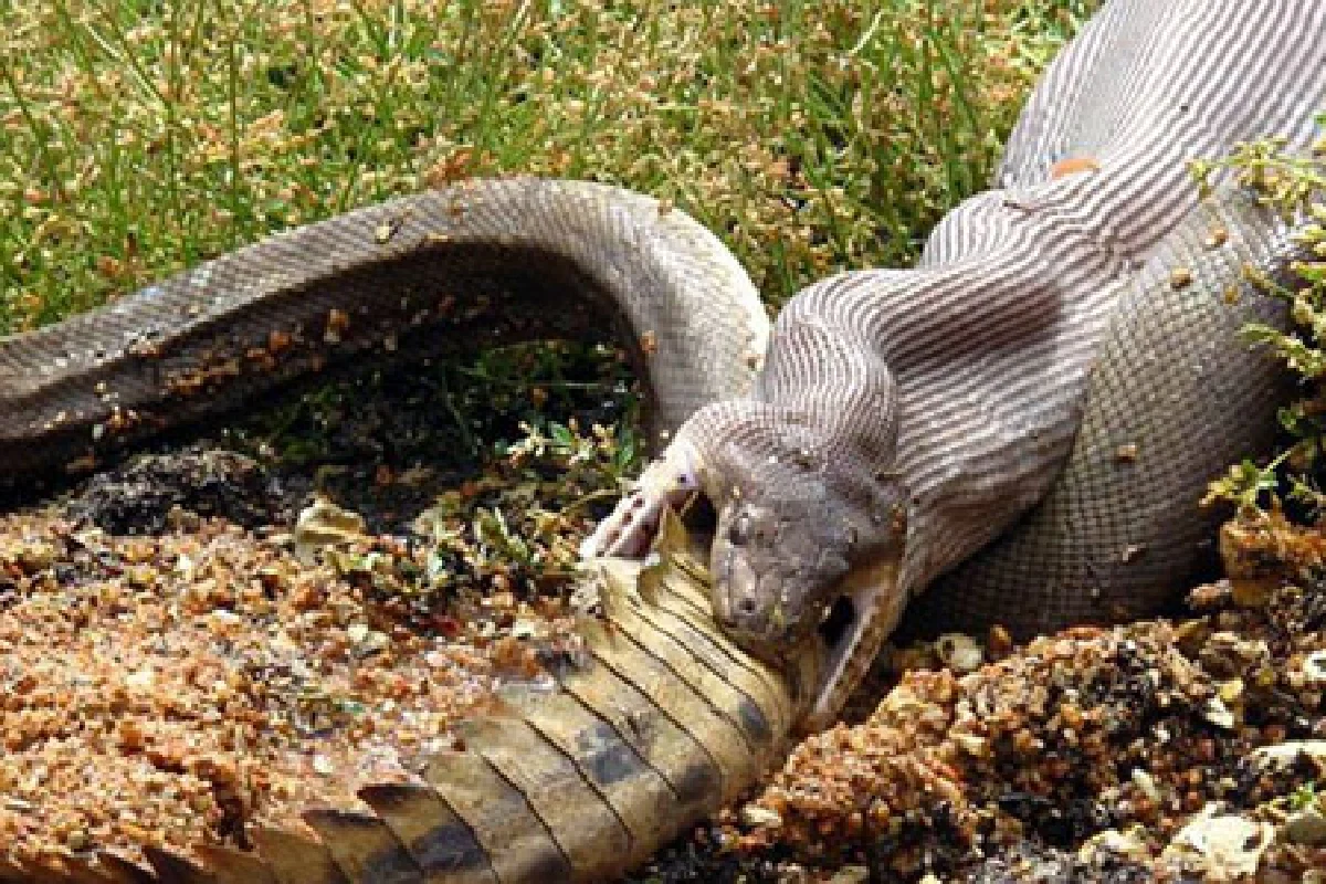 ตะลึง! งูยักษ์สู้ชนะจระเข้ ก่อนเขมือบกินทั้งตัว