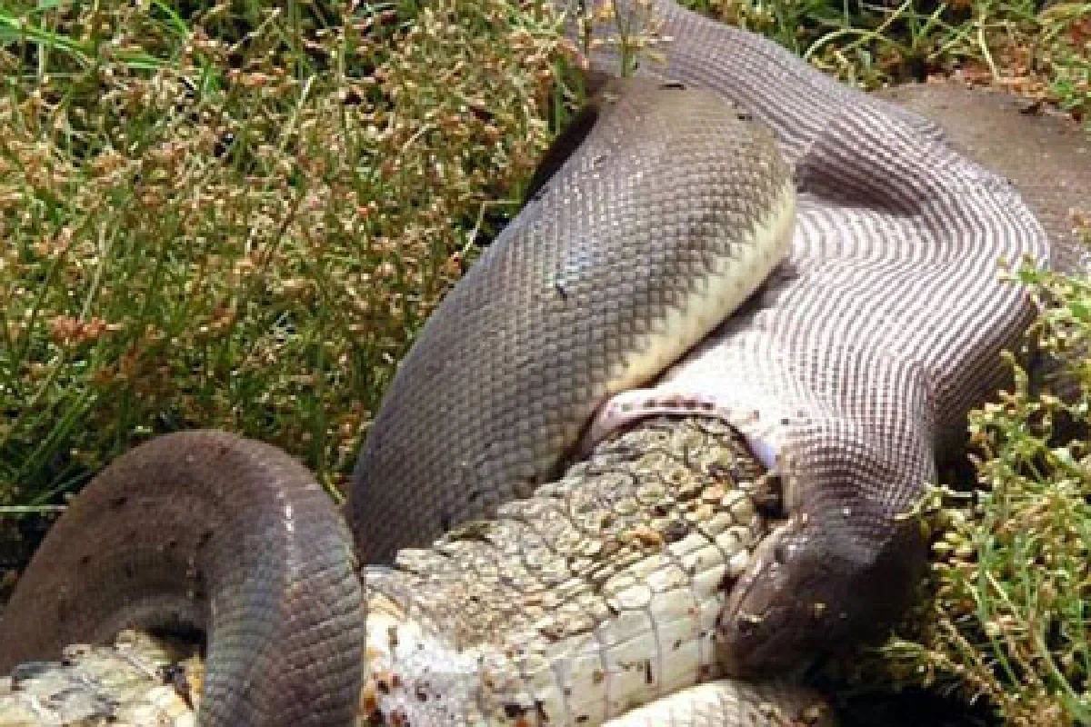 ตะลึง! งูยักษ์สู้ชนะจระเข้ ก่อนเขมือบกินทั้งตัว