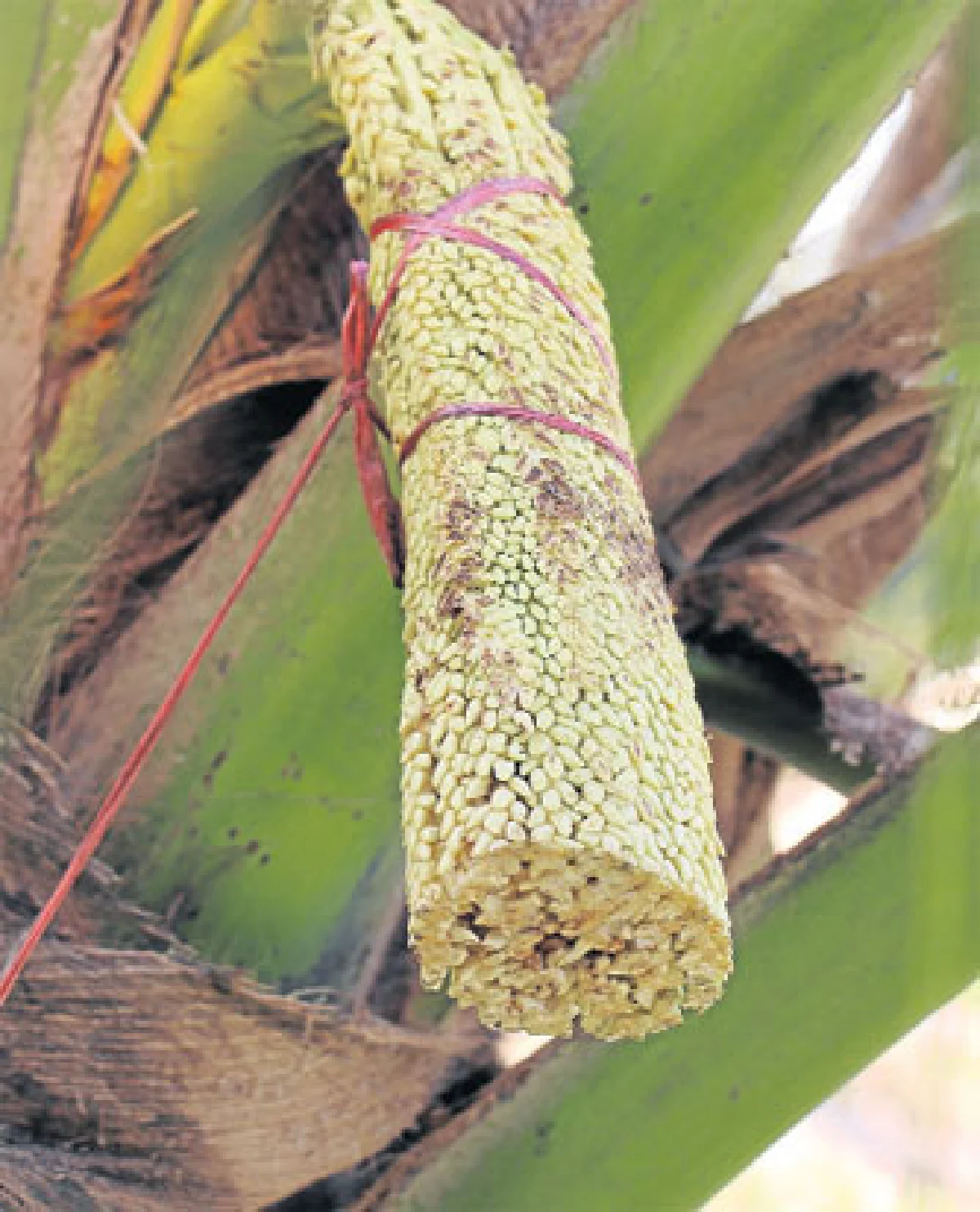 น้ำหวานดอกมะพร้าวนวัตกรรมอาหารเพื่อสุขภาพ