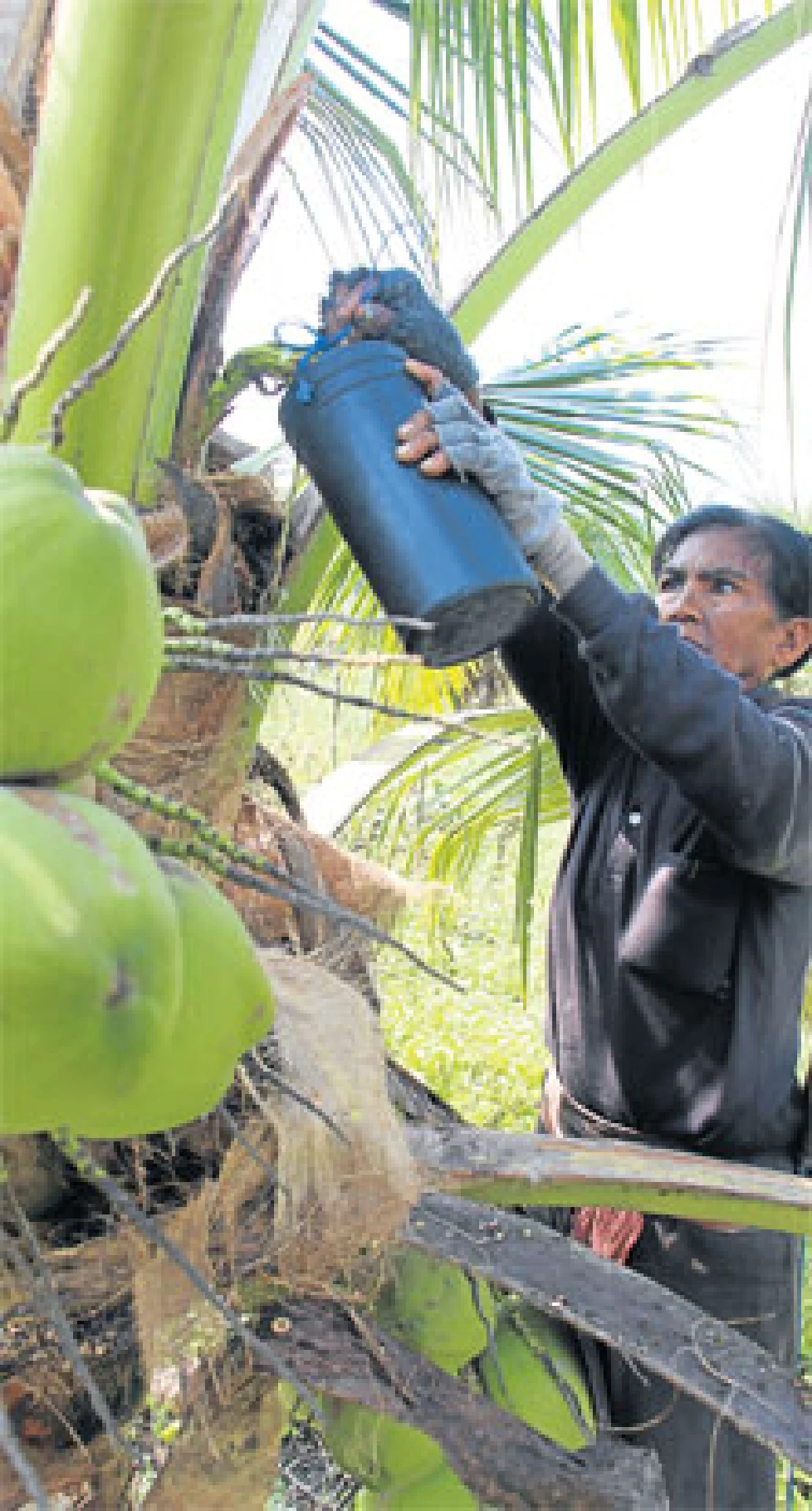 น้ำหวานดอกมะพร้าวนวัตกรรมอาหารเพื่อสุขภาพ