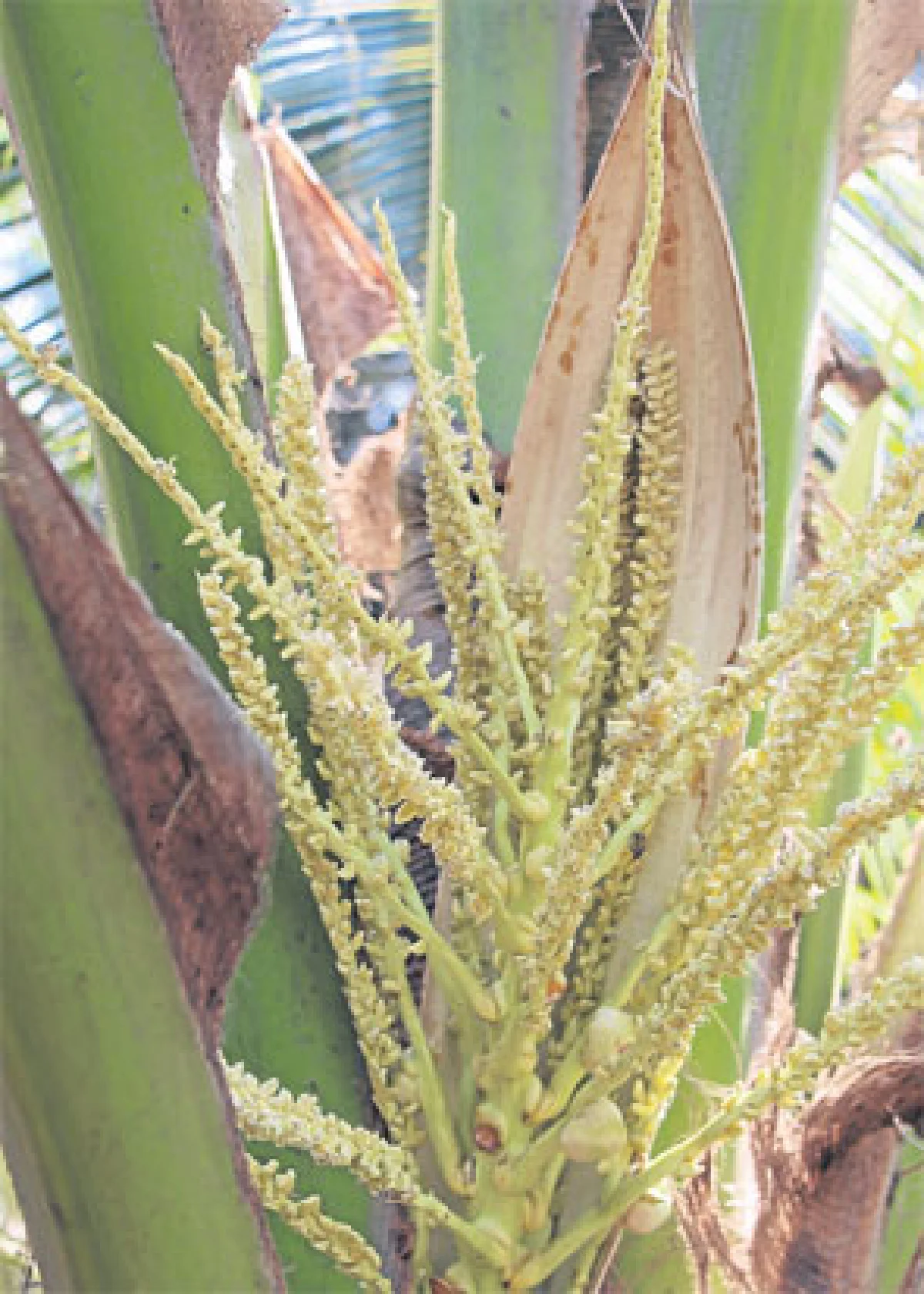 น้ำหวานดอกมะพร้าวนวัตกรรมอาหารเพื่อสุขภาพ