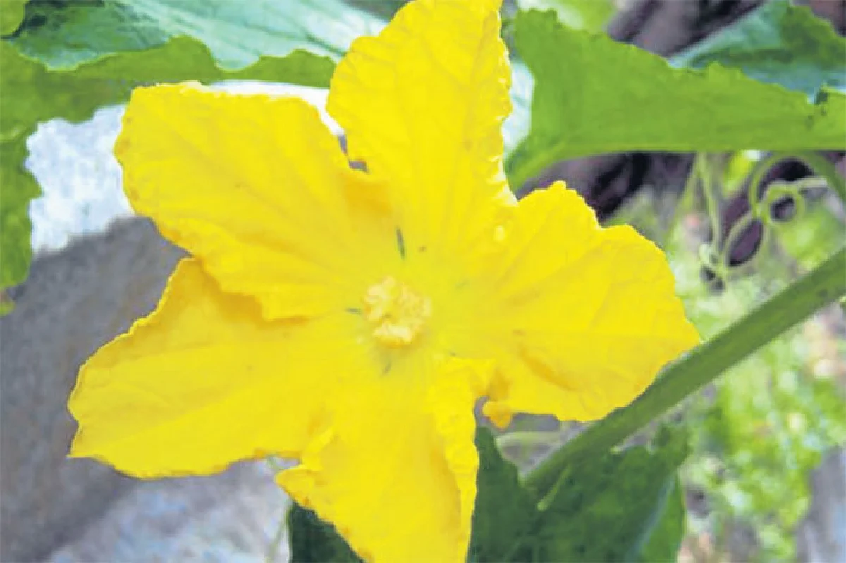 ฟักทอง...มีประโยชน์กว่าที่คิด