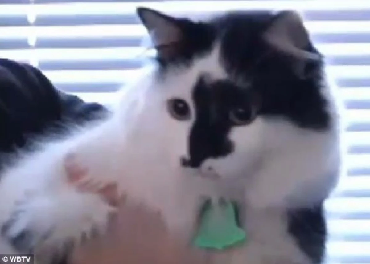 แมวห้าว!จับครอบครัวสหรัฐเป็นตัวประกัน