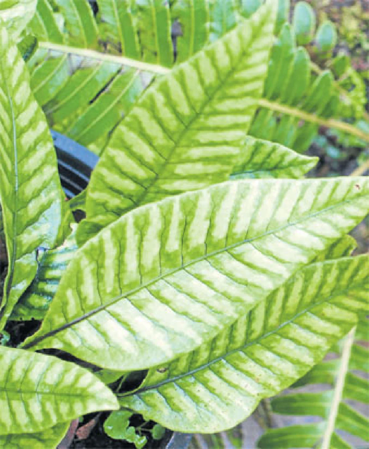 “เตียวเสี้ยน” เฟินงามจากยูนนาน