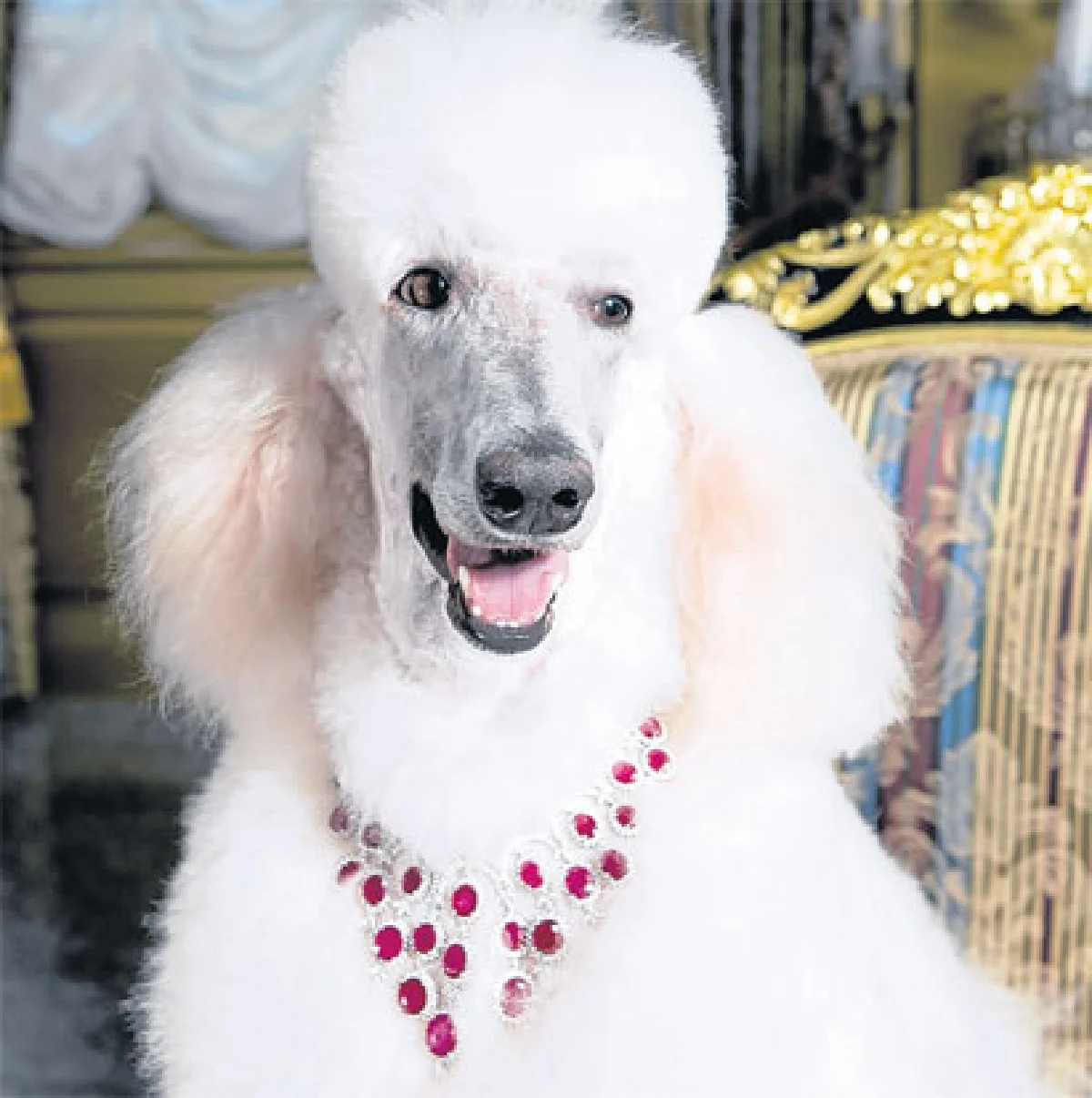 โอ้โฮ...สุนัขไฮโซห่มเพชร