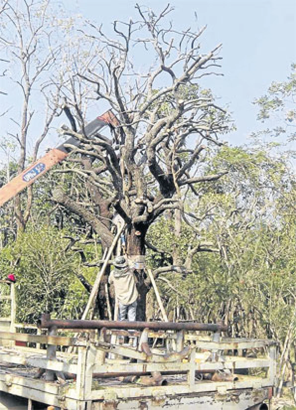 ไม้ขุดล้อม ไม้มหัศจรรย์ ปลูกวันเดียวโตได้ดั่งเสก