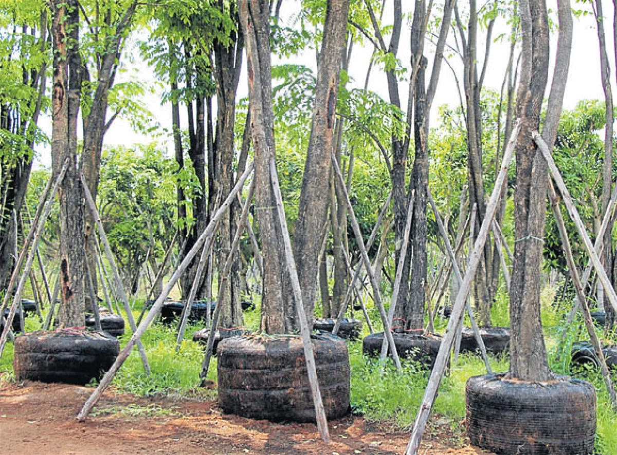 ไม้ขุดล้อม ไม้มหัศจรรย์ ปลูกวันเดียวโตได้ดั่งเสก