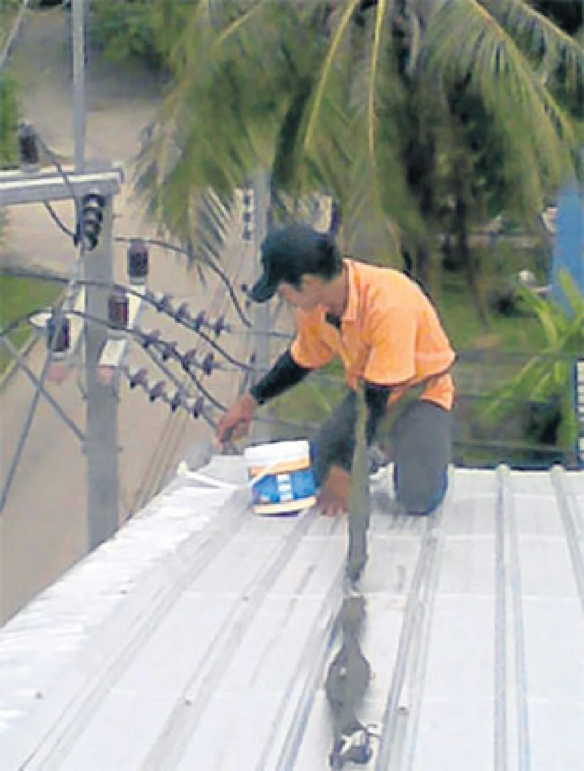 'สต๊อป-เบิร์ด' บริการไล่นอก ลดปัญหากวนใจ