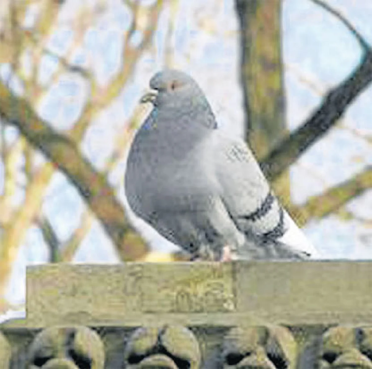 'สต๊อป-เบิร์ด' บริการไล่นอก ลดปัญหากวนใจ