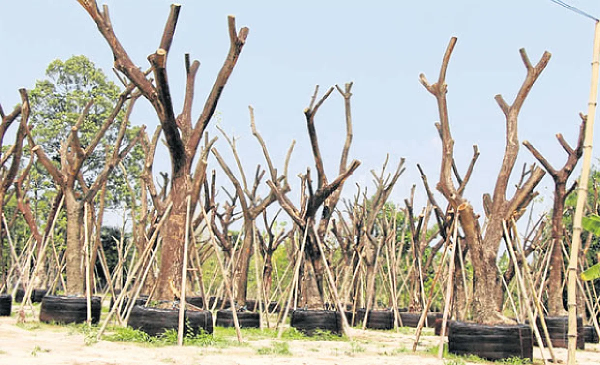 ไม้ขุดล้อม ไม้มหัศจรรย์ ปลูกวันเดียวโตได้ดั่งเสก