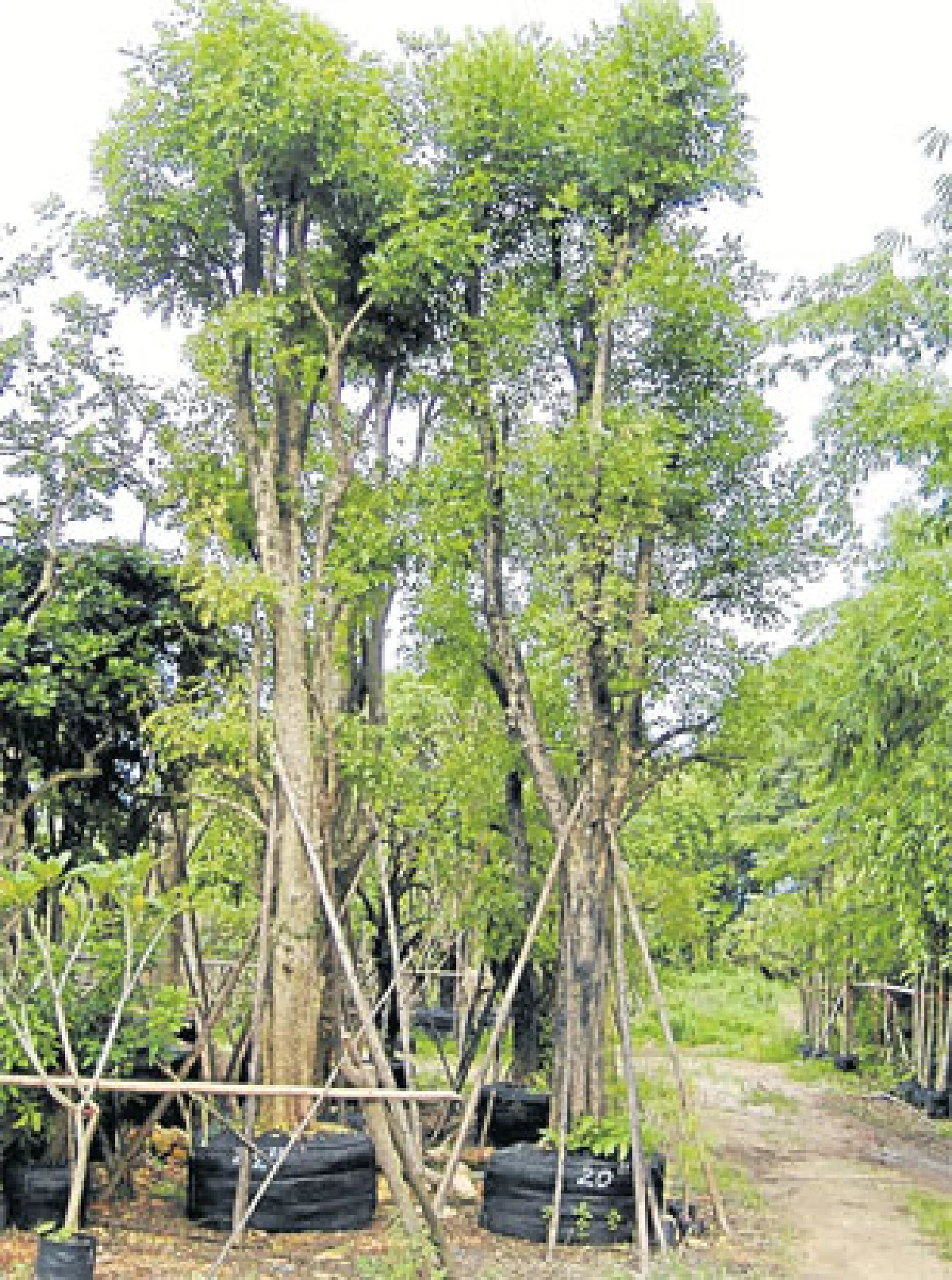 ไม้ขุดล้อม ไม้มหัศจรรย์ ปลูกวันเดียวโตได้ดั่งเสก