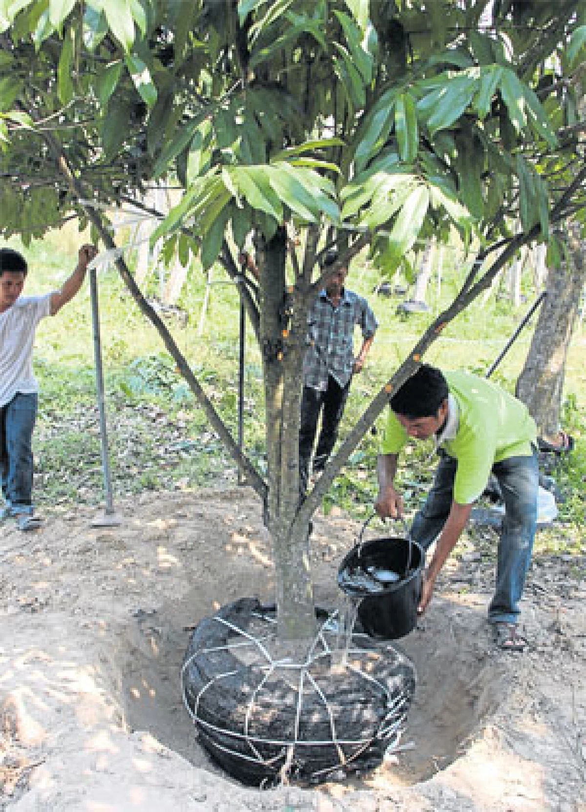 ไม้ขุดล้อม ไม้มหัศจรรย์ ปลูกวันเดียวโตได้ดั่งเสก