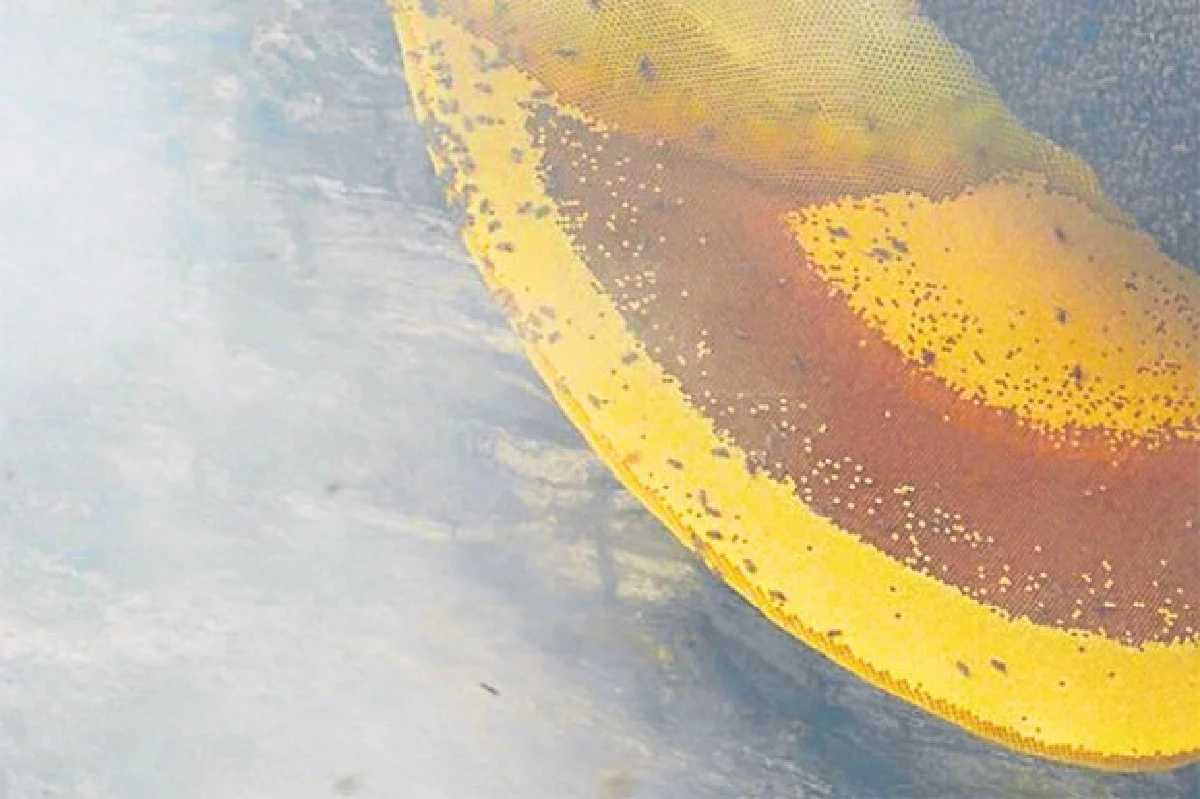 รังผึ้งยักษ์