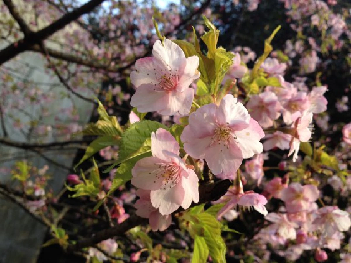 ท้าพิสูจน์!ญี่ปุ่นยี้ไทยจริงหรือ?