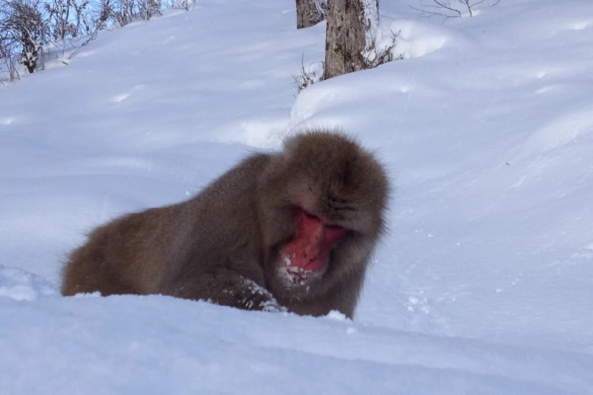 ท้าพิสูจน์!ญี่ปุ่นยี้ไทยจริงหรือ?