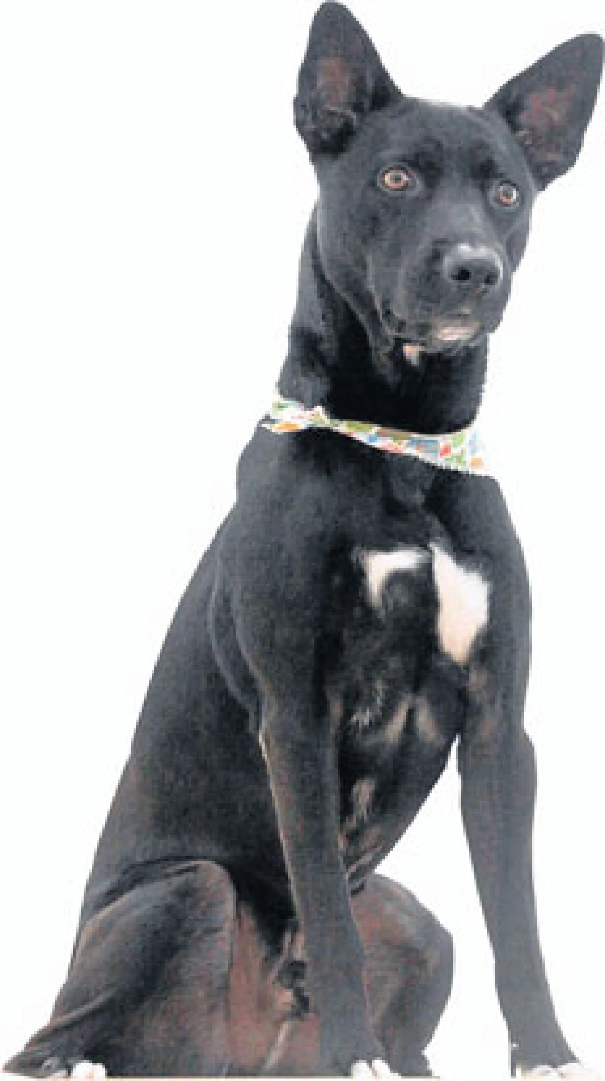 ตูน-ณยศ เสาว์ทองหยุ่น กับ จูเนียร์ สหายผู้ประโลมใจ