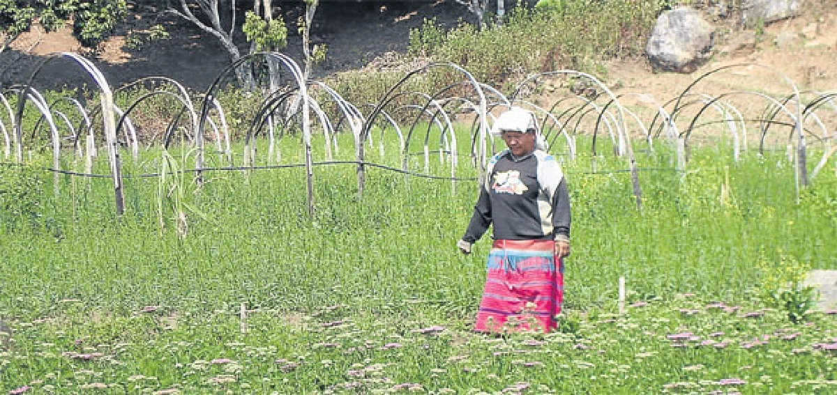 อคิลเลีย – ดอกไม้จากเมดิเตอร์เรเนียนในเมืองไทย