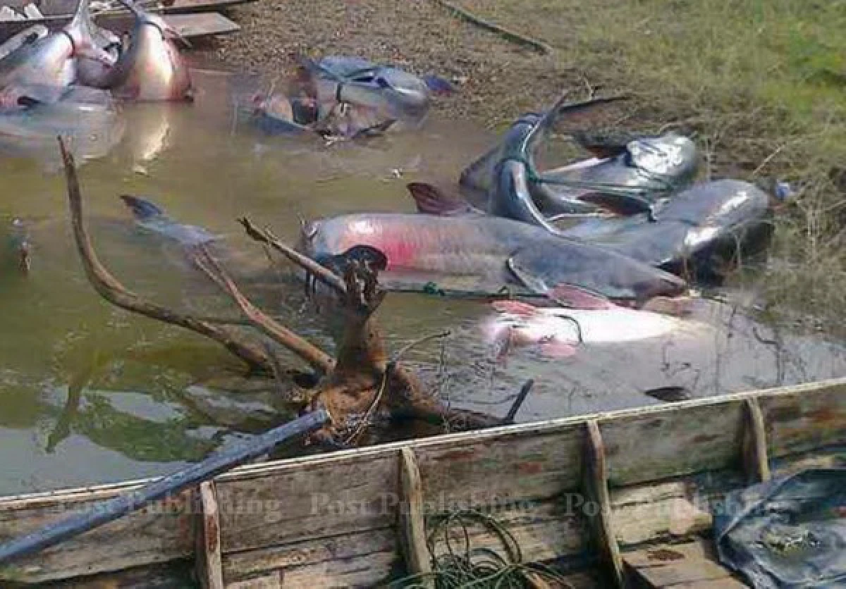 สั่งสกัดพรานลอบล่าปลายักษ์ในเขื่อนศรีฯ