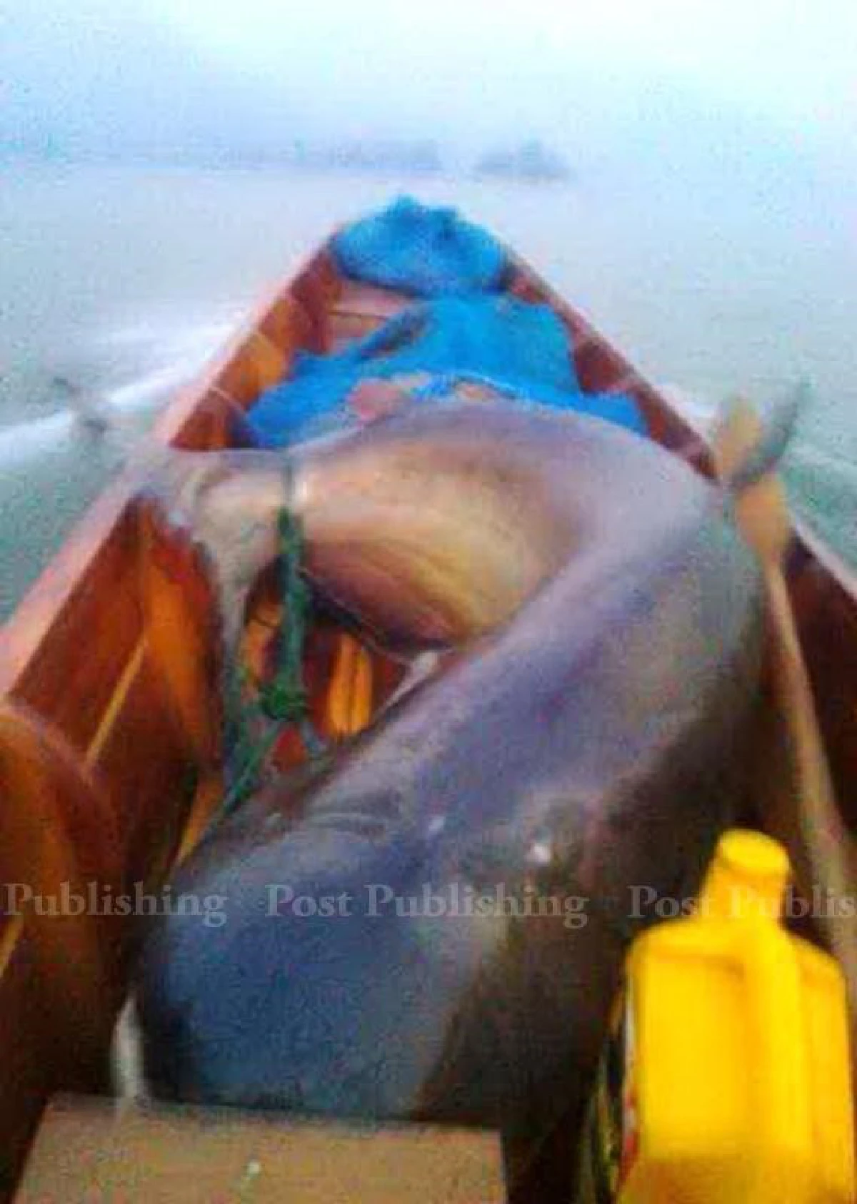 สั่งสกัดพรานลอบล่าปลายักษ์ในเขื่อนศรีฯ