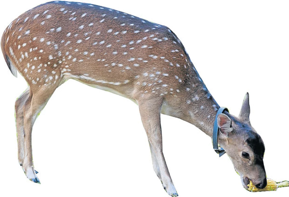 ชาม & ฟ้าใส หัวใจแห่งความรัก