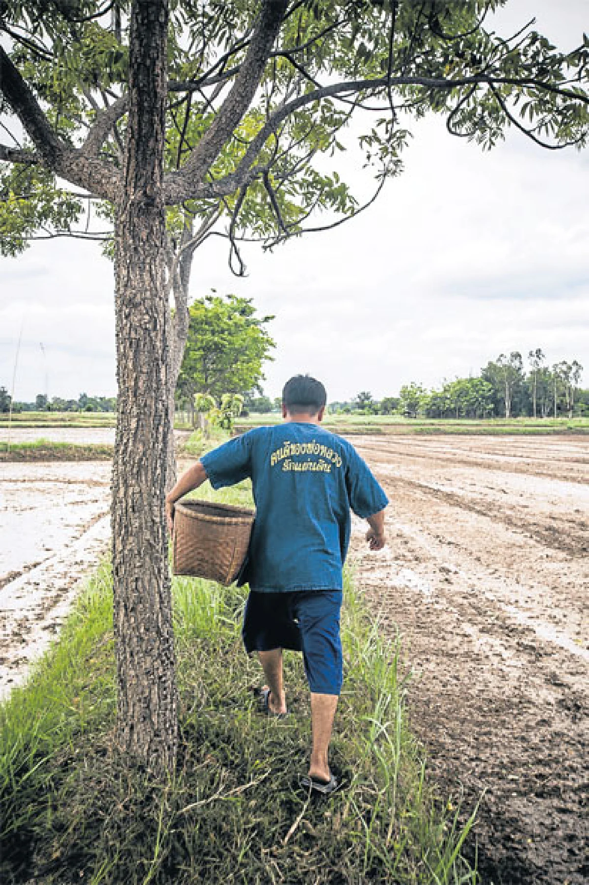 แก้ภัยแล้งด้วยศาสตร์ของพระราชา